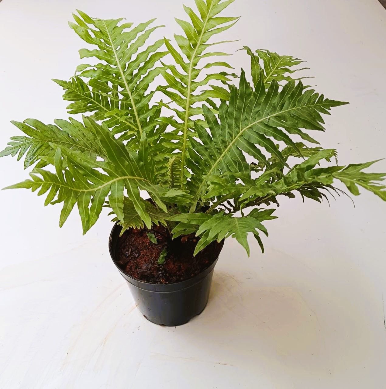 Aglaomorpha / Gibba in 5 Inch Nursery Pot