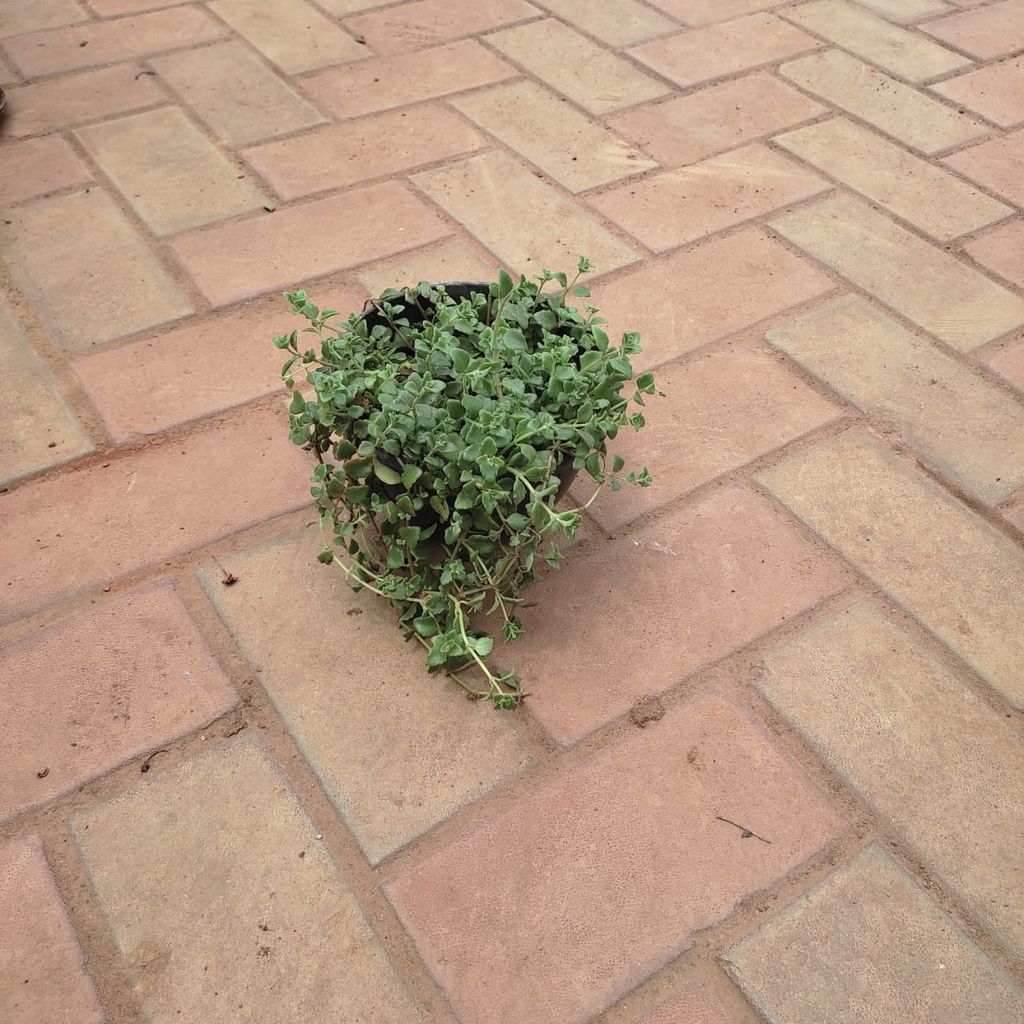 Buy Turtle Mini Vine in 5 Inch Hanging Basket Online | Urvann.com Turtle Mini Vine in 5 Inch Hanging Basket