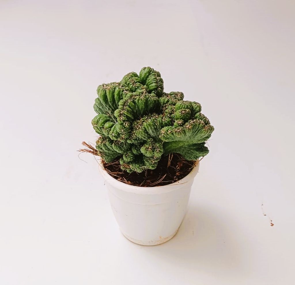 Cereus Repandus Cactus in 2 Inch Nursery Pot