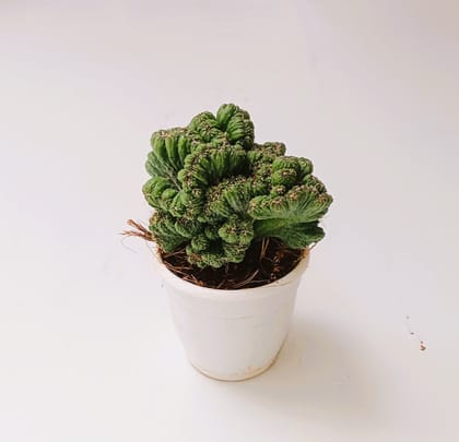 Buy Cereus Repandus Cactus in 2 Inch Plastic Pot Online | Urvann.com