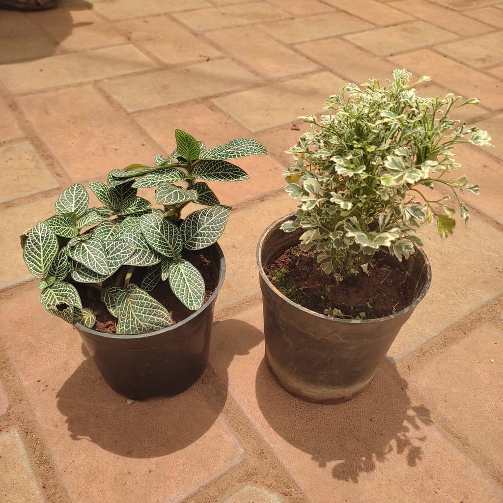Buy Set of 2 - Fittonia / Nerve Plant Green & Aralia White in 4 Inch Nursery Pot Online | Urvann.com Set of 2 - Fittonia / Nerve Plant Green & Aralia White in 4 Inch Nursery Pot