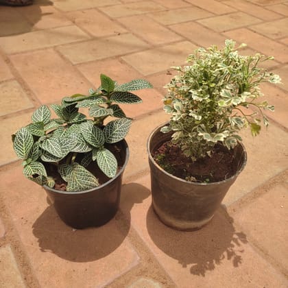Buy Set of 2 - Fittonia / Nerve Plant Green & Aralia White in 4 Inch Nursery Pot Online | Urvann.com