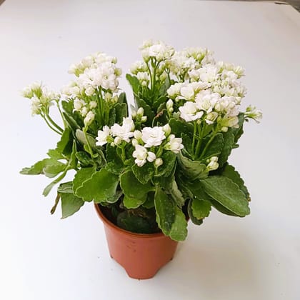Buy Kalanchoe (any colour) in 3 Inch Nursery Pot Online | Urvann.com