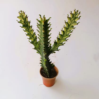 Buy Euphorbia Lactea Succulent in 2 Inch Nursery Pot Online | Urvann.com