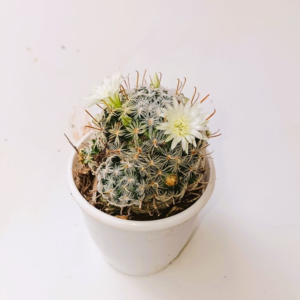 Escobaria Cactus in 2 Inch Nursery Pot