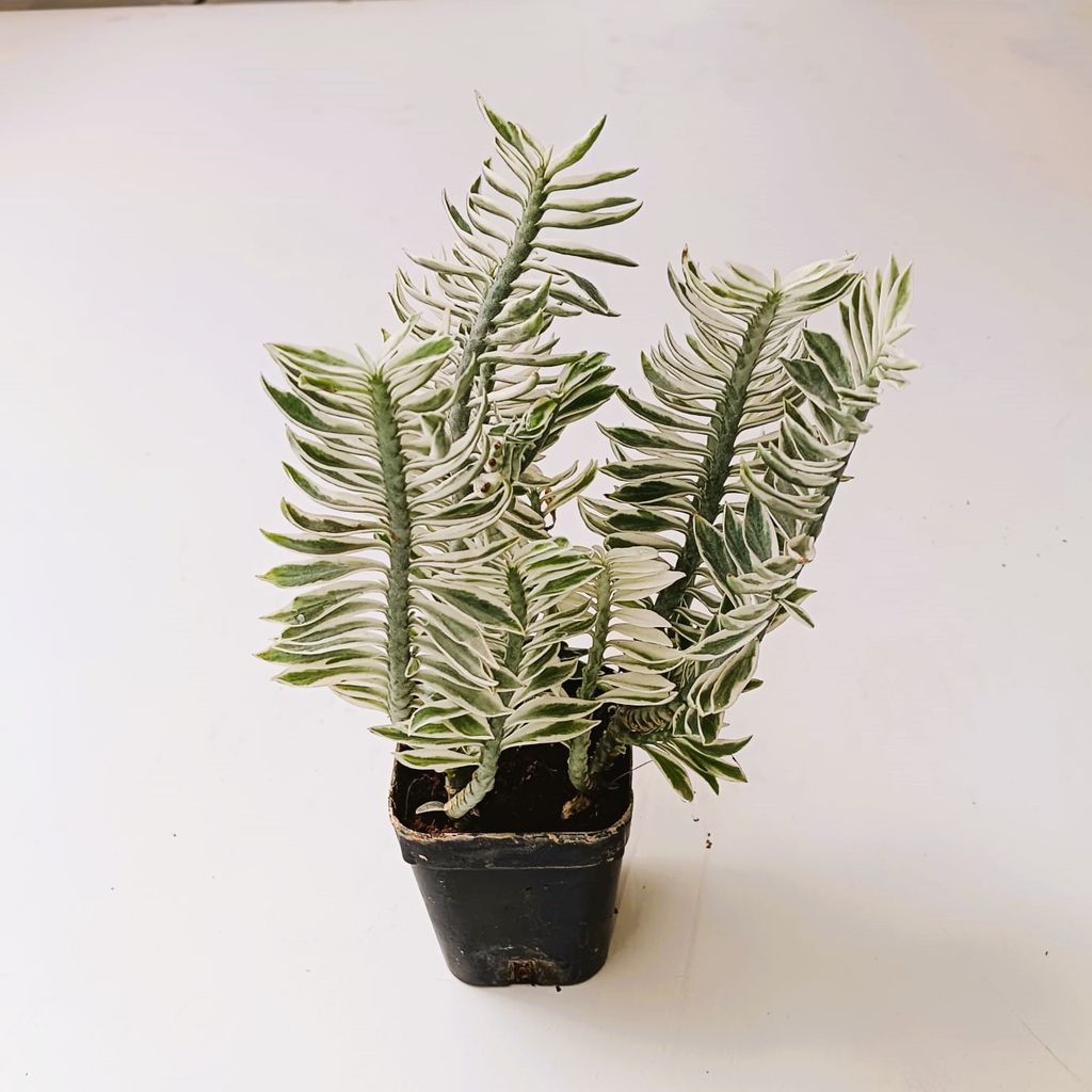 Pedilianthus / Devil Backbone White in 2 Inch Nursery Pot