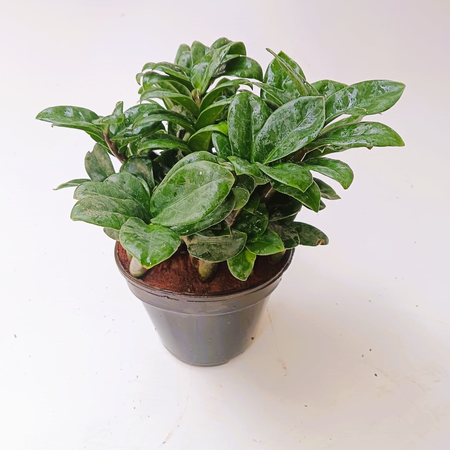 Zz Green Bushy in 4 Inch Nursery Pot