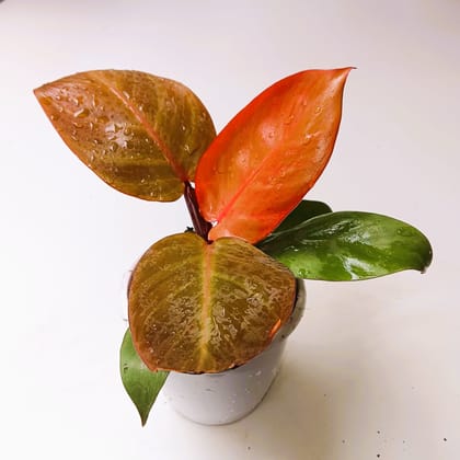 Buy Philodendron Orange  in 4 Inch Plastic Pot Online | Urvann.com