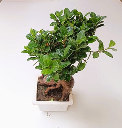 Buy Ficus Bonsai in 5 Inch Bonsai Plastic Tray Online | Urvann.com