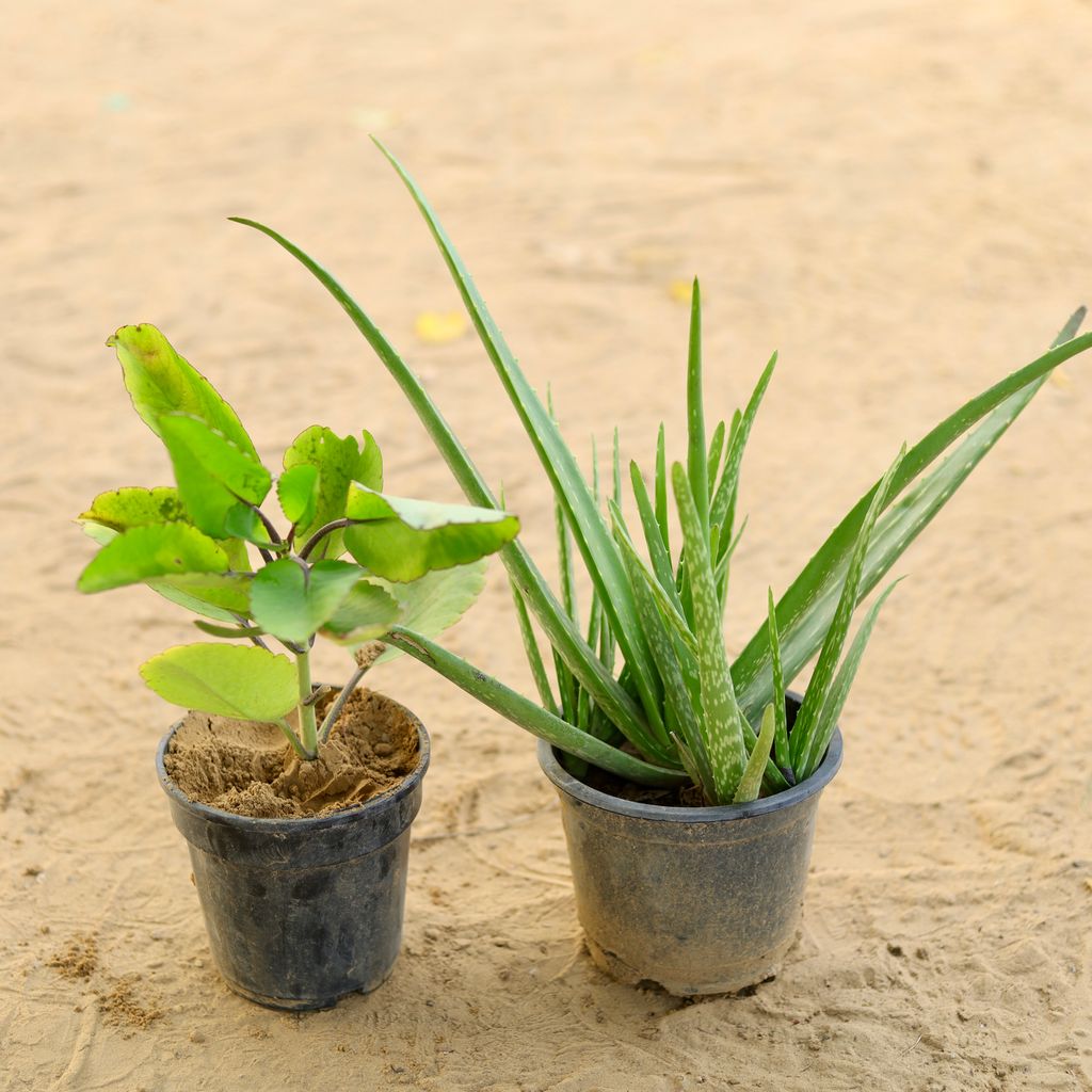 Set of 2 - Patharchatta & Aloe vera In 6 Inch Nursery Pot