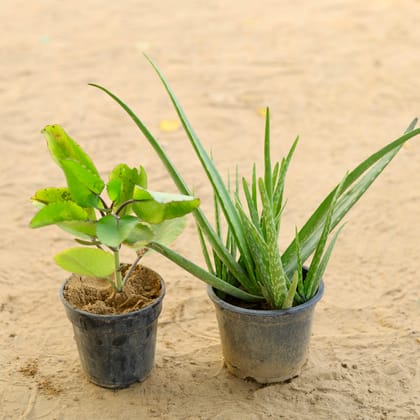 Buy Set of 2 - Patharchatta & Aloe vera In 6 Inch Nursery Pot Online | Urvann.com