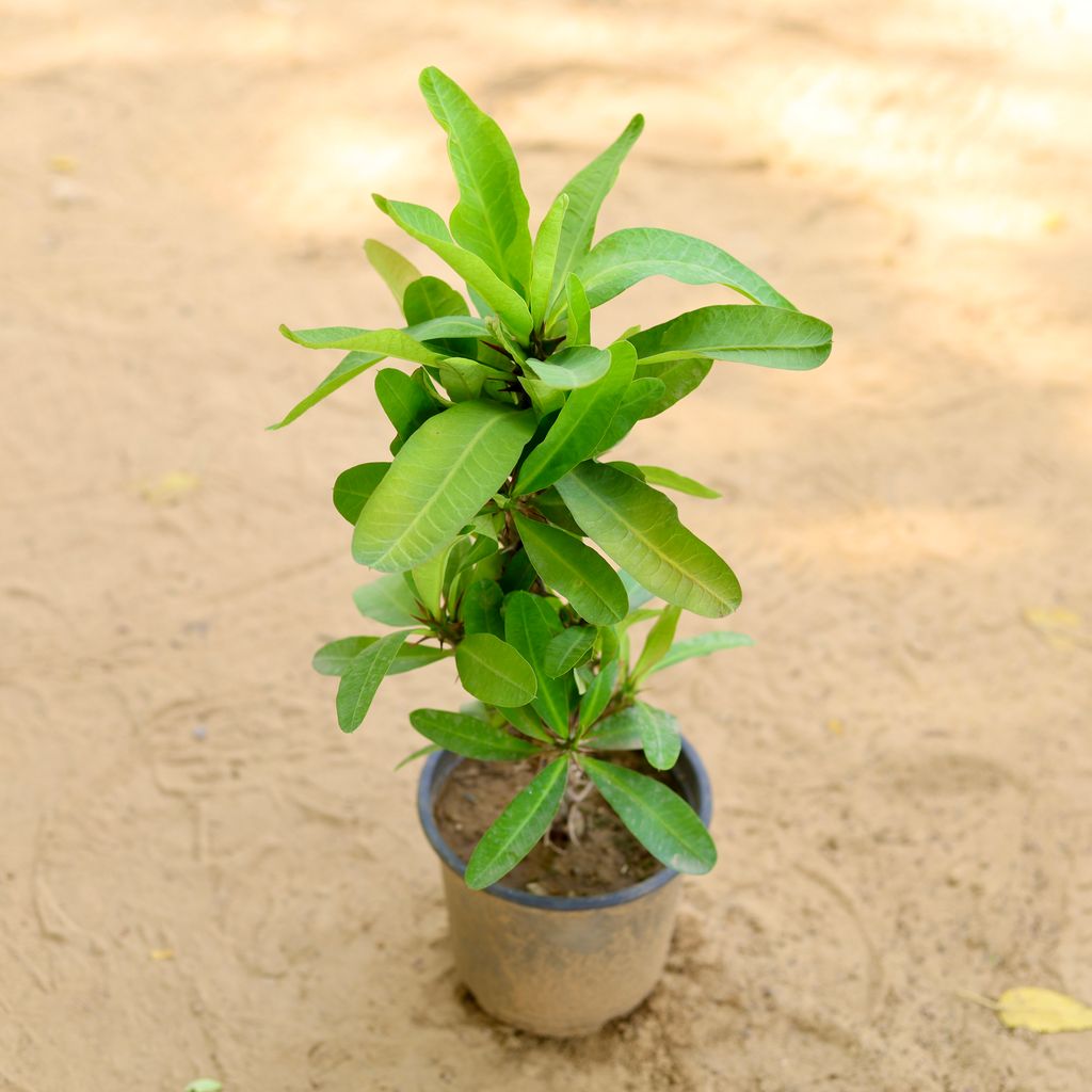 Euphorbia Mili (any colour) In 5 Inch Nursery Pot