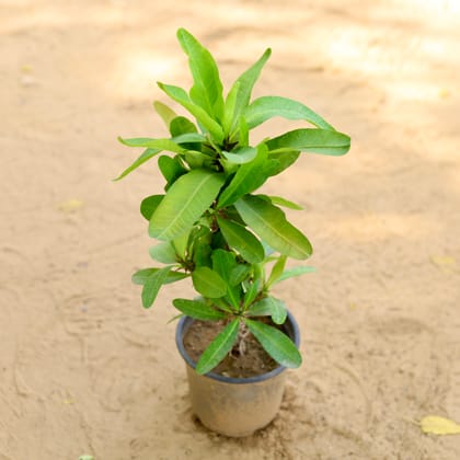 Buy Euphorbia Mili (any colour) In 5 Inch Nursery Pot Online | Urvann.com