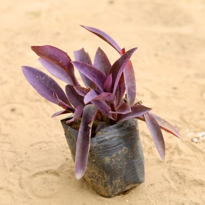Buy Rhoeo / Durangi Purple In 4 Inch Nursery Bag Online | Urvann.com