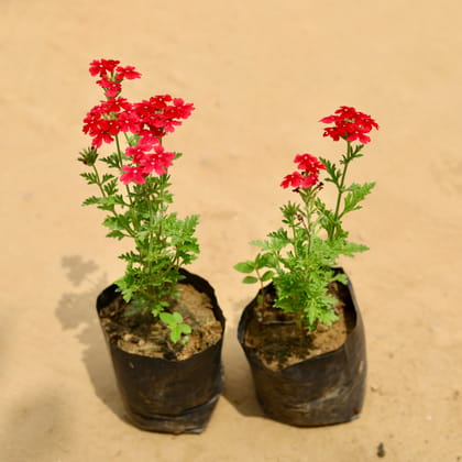 Buy Set of 2 - Verbena Red In 4 Inch Nursery Bag Online | Urvann.com