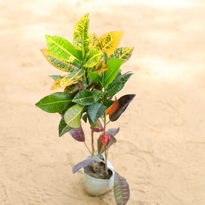 Buy Croton Multicolour In 4 Inch Nursery Bag Online | Urvann.com