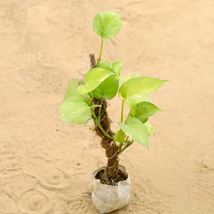 Buy Money Plant with Moss Stick In 4 Inch Nursery Bag Online | Urvann.com