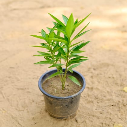 Buy Sukh Shanti Plant In 5 Inch Nursery Pot Online | Urvann.com