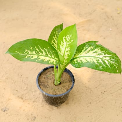 Buy Dieffenbachia In 5 Inch Nursery Pot Online | Urvann.com