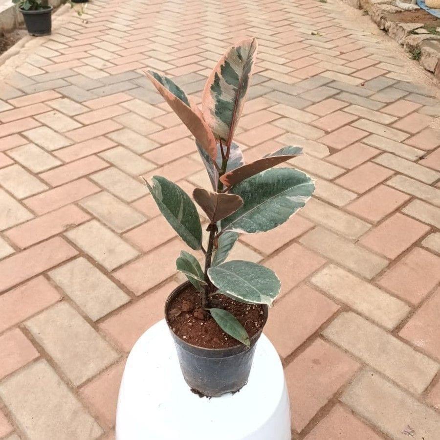 Rubber Vareigated (~ 1ft) in 5 Inch Nursery Pot