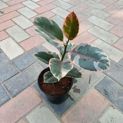 Buy Rubber Variegated Pink Red in 6 Inch Plastic Pot Online | Urvann.com