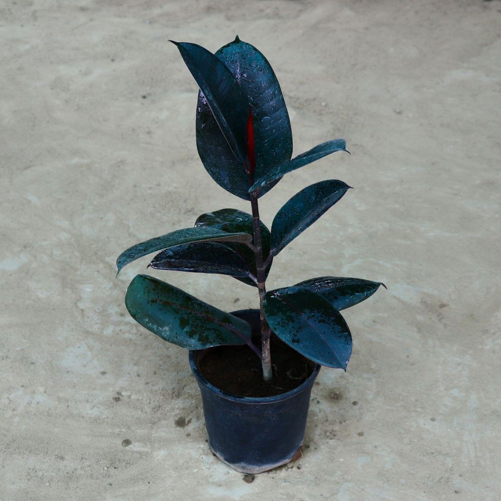 Black Rubber Plant in 6 Inch Nursery Pot