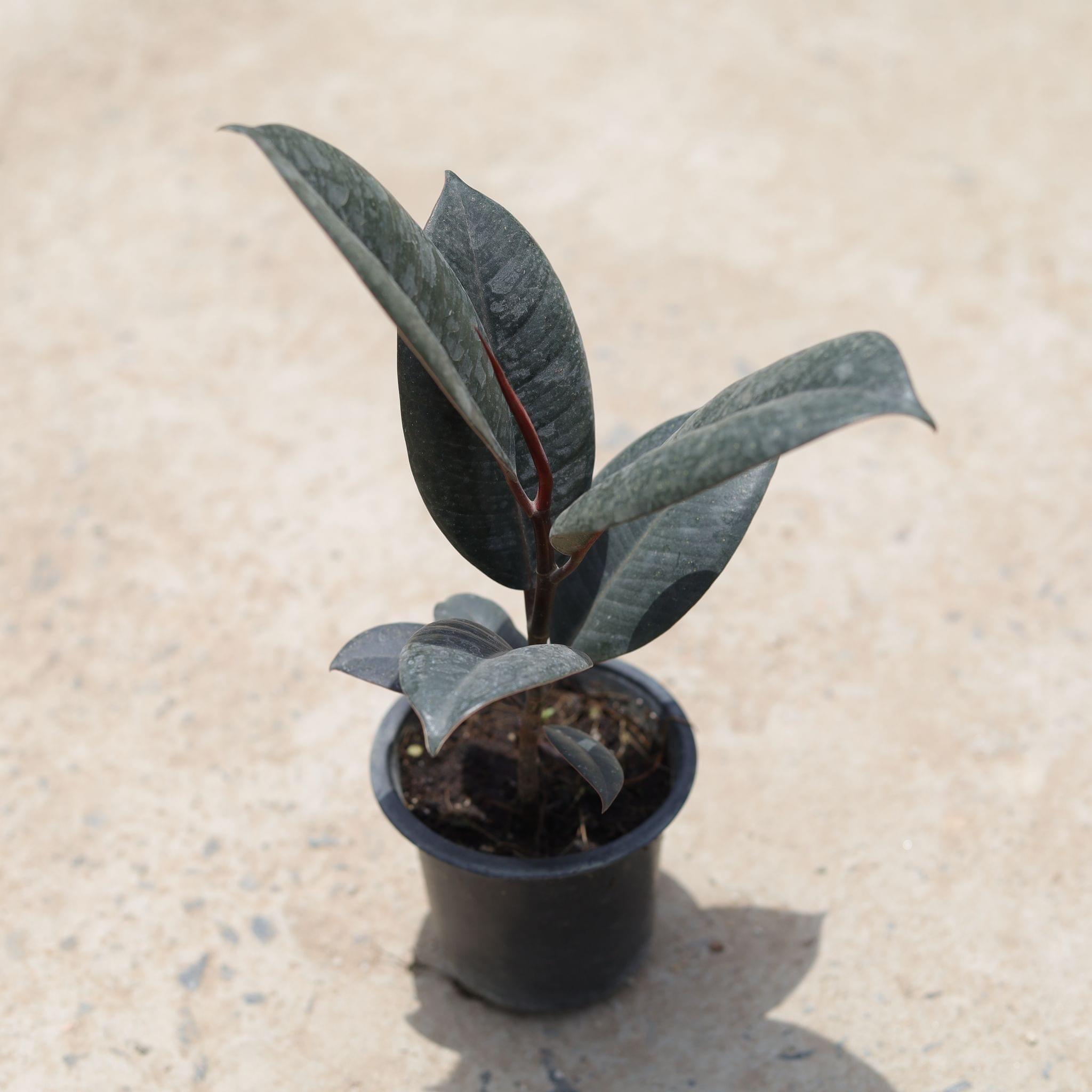 Rubber Plant in 3 Inch Nursery Pot
