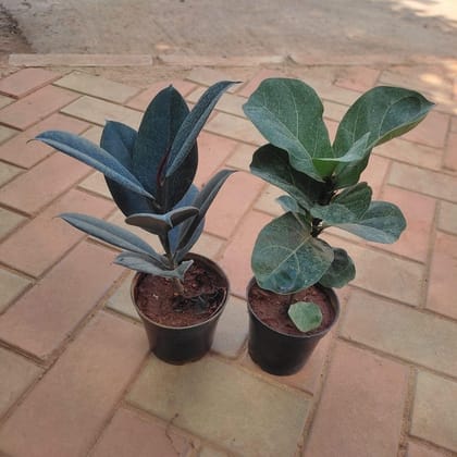 Buy Set of 2 - Indoor Air Purifying Combo (Fiddle Leaf & Rubber Black) in 5 Inch Plastic Pot Online | Urvann.com