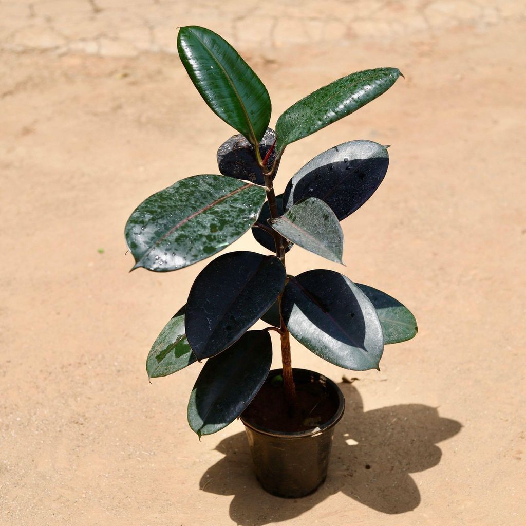 Buy Rubber Plant In 6 Inch Plastic Pot Online | Urvann.com Rubber Plant in 6 Inch Nursery Pot