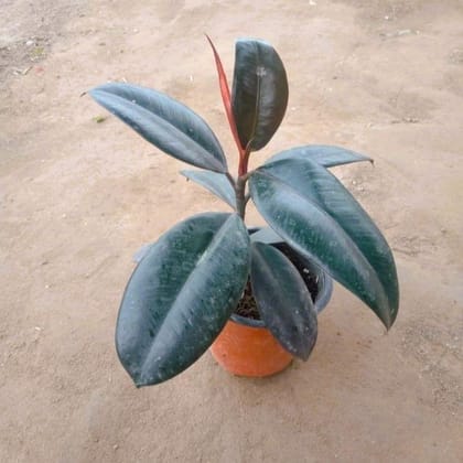 Buy Rubber Plant Black  In 4 Inch Nursery Pot Online | Urvann.com