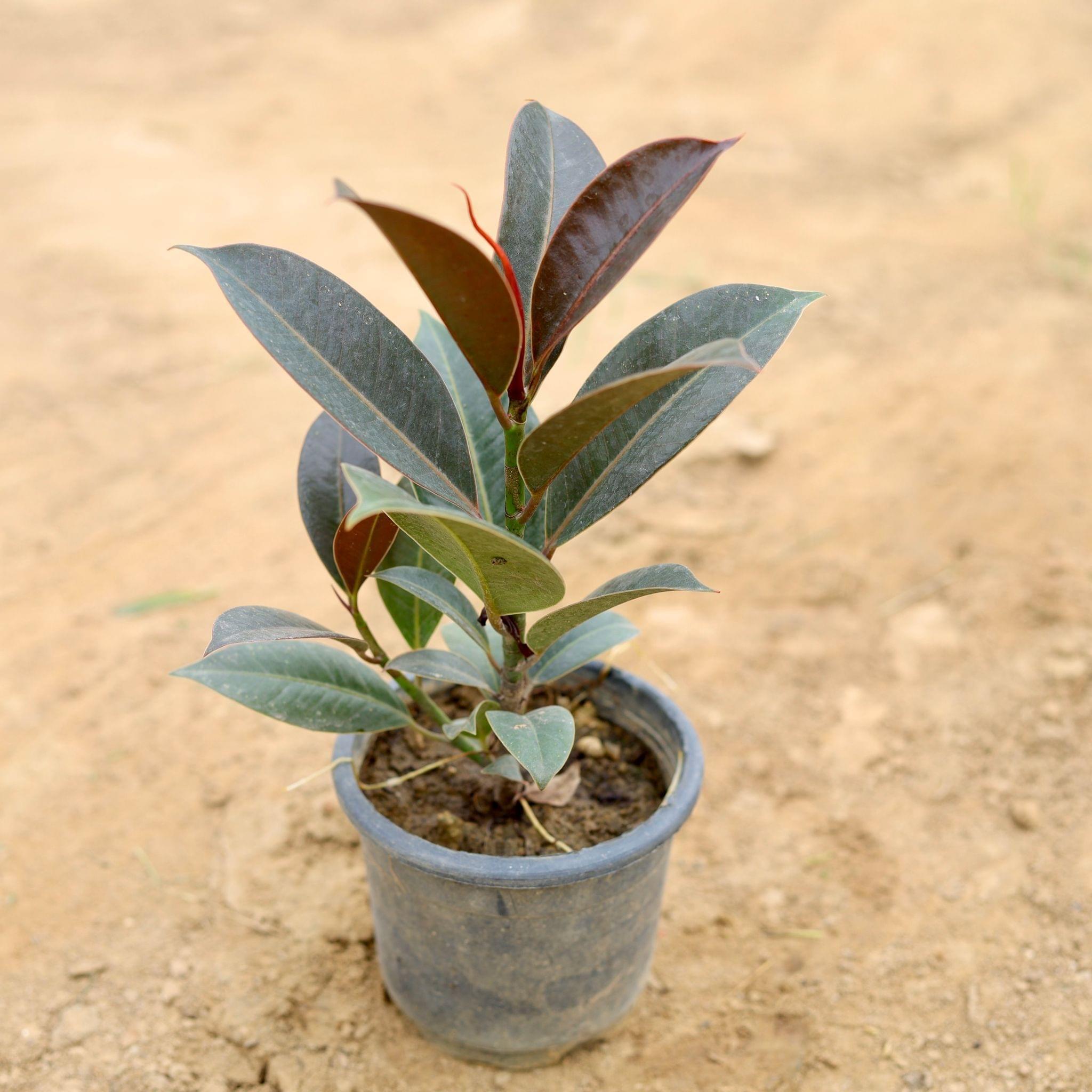 Rubber Plant in 4 Inch Nursery Pot
