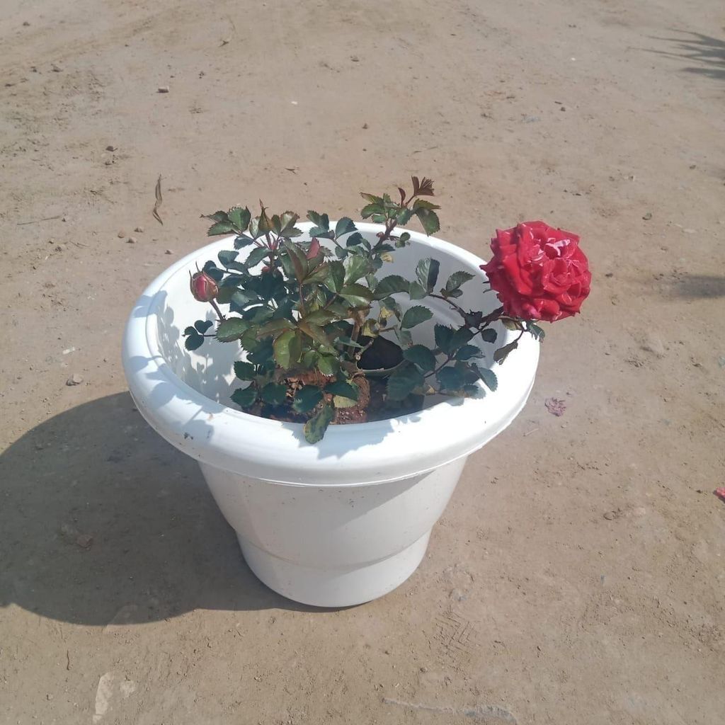 English Rose (any colour) in 12 Inch Classy White Plastic Pot