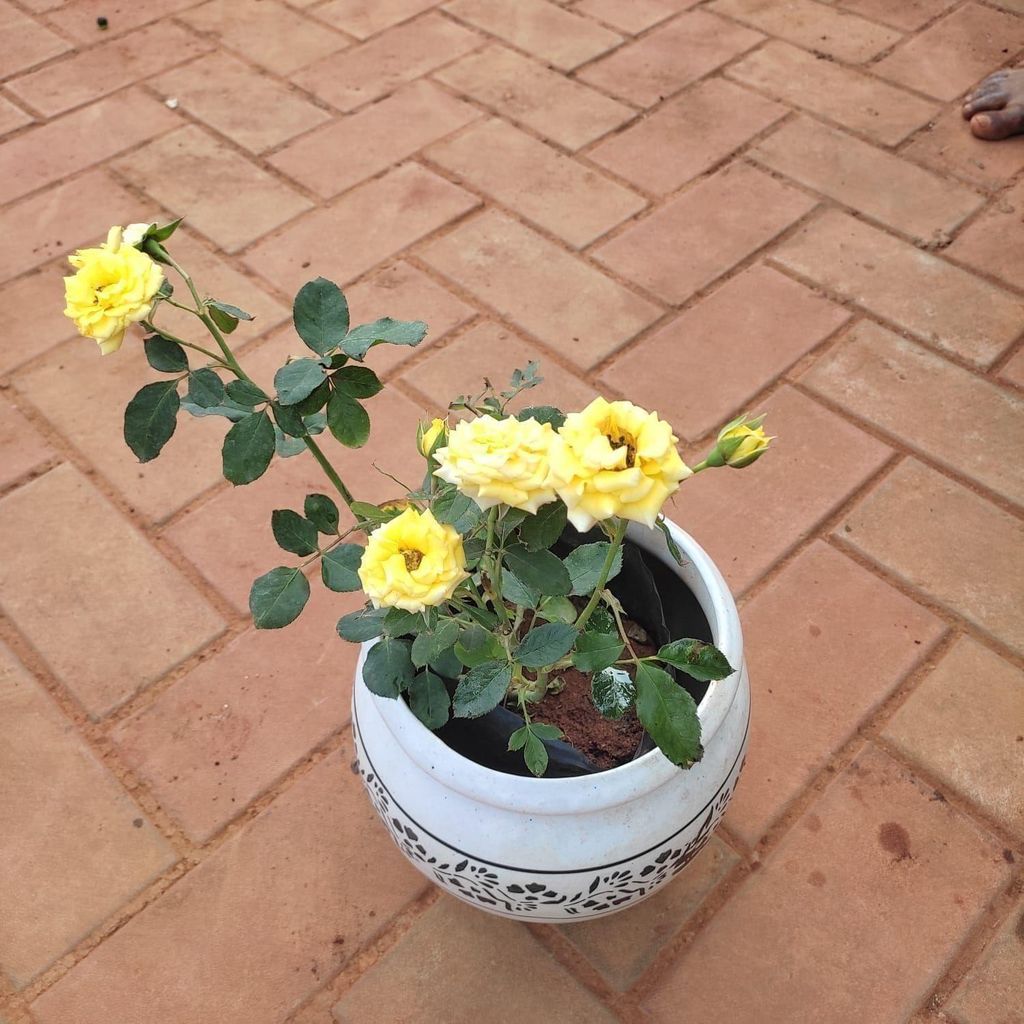 Rose Yellow in 7 Inch Classy White Ceramic Matki Pot (any design)