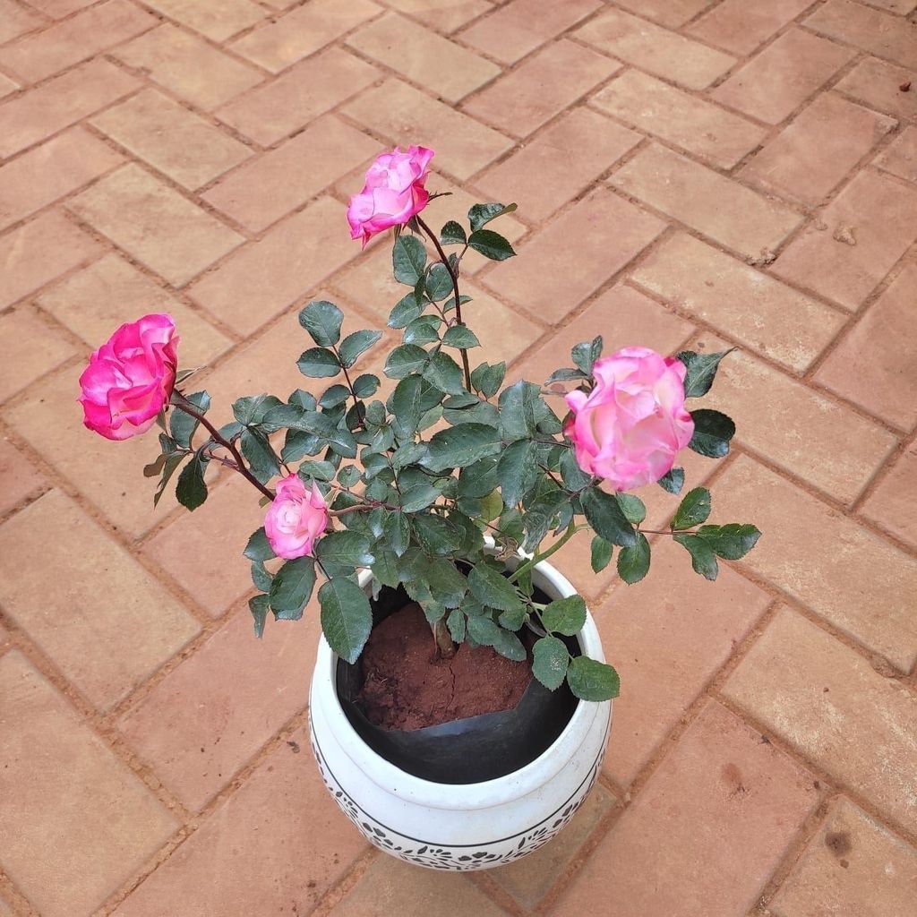 Rose Bright Pink in 7 Inch Classy White Ceramic Matki Pot (any design)