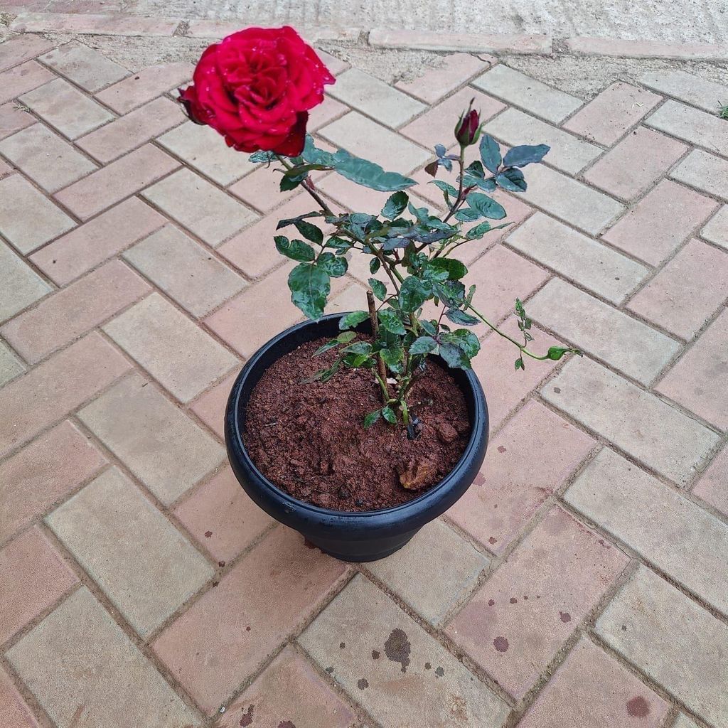 Rose Desi Red in 10 Inch Black Nursery Pot