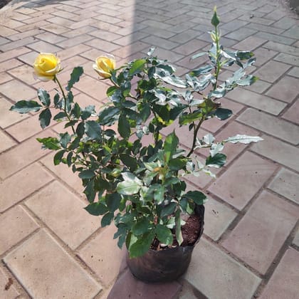 Buy Desi Yellow Rose in 6 Inch Nursery Bag Online | Urvann.com