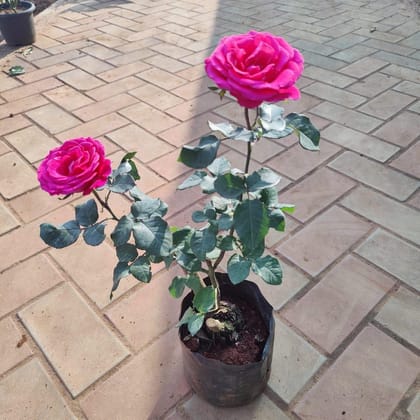 Buy Rose Pink in 6 Inch Nursery Bag Online | Urvann.com