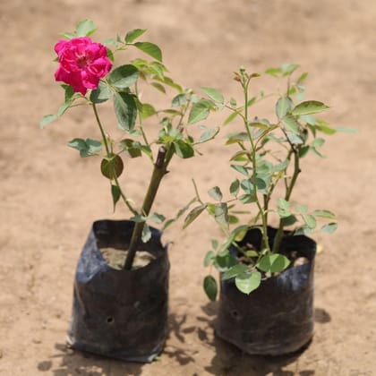 Buy Set of 2 - Desi Rose (any colour) in 4 Inch Nursery Bag Online | Urvann.com