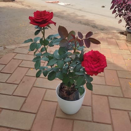 Buy Rose Red in 7 Inch Elegant White Plastic Pot Online | Urvann.com