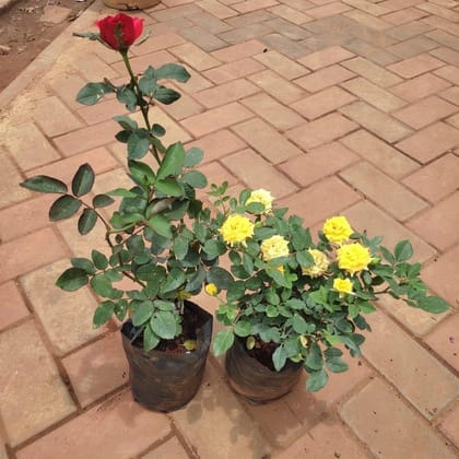Buy Set Of 2 - Rose (Red & Yellow) in 5 Inch Nursery Bag Online | Urvann.com