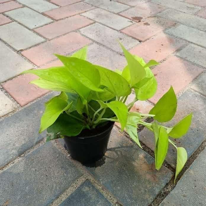 Golden Money Plant in 4 Inch Nursery Pot