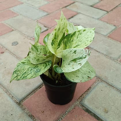 Buy Money Plant White in 4 Inch Plastic Pot Online | Urvann.com