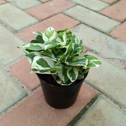 Buy Money Plant N'joy in 4 Inch Plastic Pot Online | Urvann.com