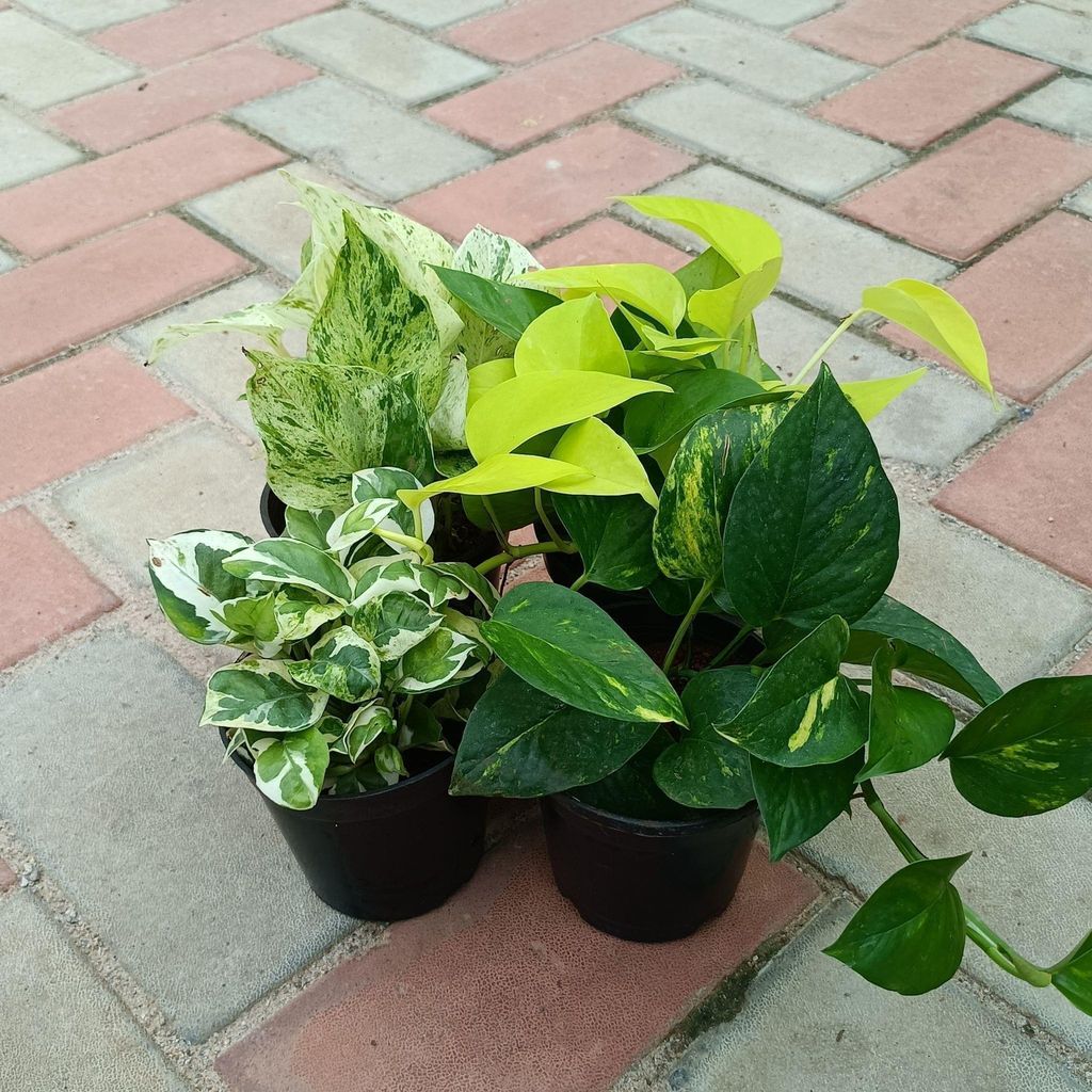 Money Special - Set of 4 - Money Plant (Desi, Njoy, Golden & White) in 4 Inch Nursery Pot
