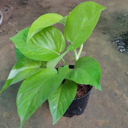 Buy Green Money Plant in 4 Inch Plastic Pot Online | Urvann.com