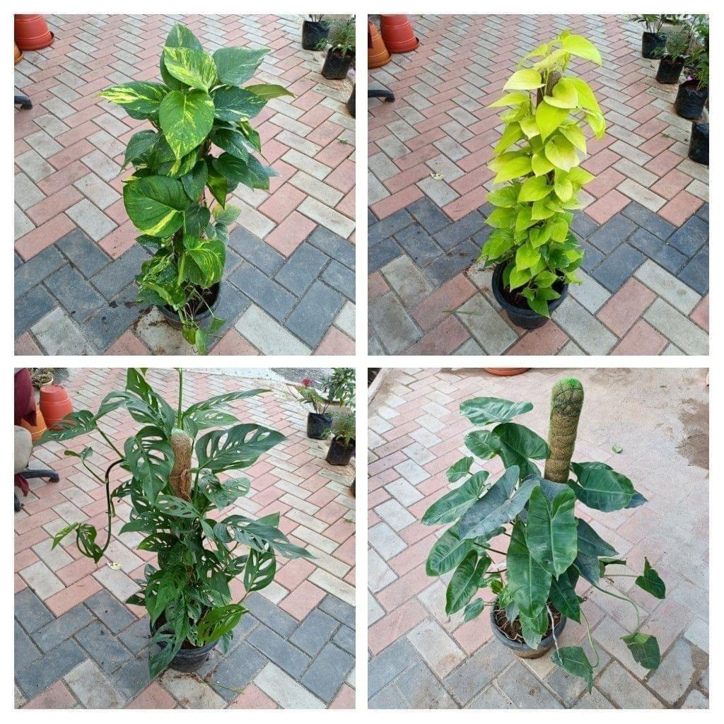 Large indoor Plants Combo - (Money Plant Golden & Green, Broken Hearts & Philodendron ) with moss sticky in Nursery Pot
