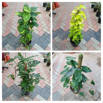 Buy Large indoor Plants Combo - (Money Plant Golden & Green, Broken Hearts & Philodendron ) with moss sticky in Plastic Pot Online | Urvann.com