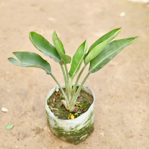 Bird of Paradise in 6 Inch Nursery Bag