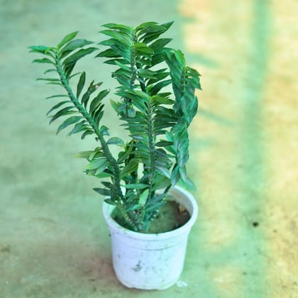 Buy Pedilianthus / Devil's Backbone in 4 Inch White Nursery Pot Online | Urvann.com