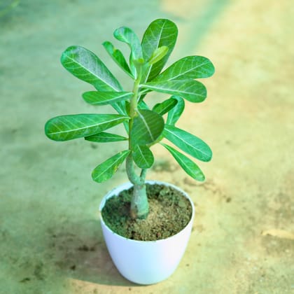 Buy Adenium (any colour) in 5 inch White Premium Cup Plastic Pot Online | Urvann.com